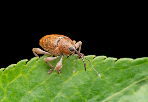 Acorn weevil