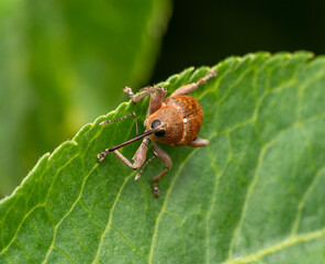 Acorn weevil