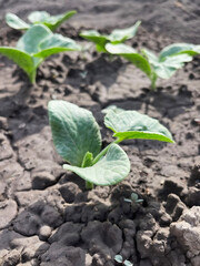 small green pumpkin sprouts growing on a bed in a vegetable garden
