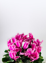 Obraz premium A banner with space for text. Purple cyclamen on a white background