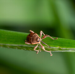 Acorn weevil