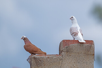 Pigeons on a building chimney.