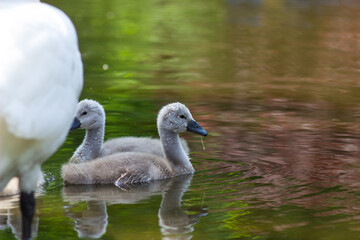 Cute little swans. The offspring of white swans. Waterfowl in the park