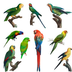 Seamless Pattern Tropical Parrots © Mariia Dzyhalo