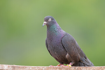 Close up of beautiful pigeon on a green blurred background.