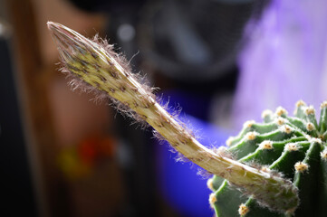 Cactus flower. Succulent bloom close up