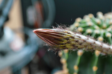 Cactus flower. Succulent bloom close up