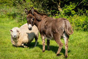 Fototapeta premium One sheep and one donkey. Cute animal friends in the pasture