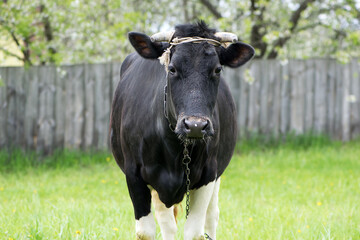 cow. Dairy cow in the pasture. black young cow, stands on green grass. spring day. milk farm. home animal. cattle. the cow is grazing in the meadow. close-up. animal near the house