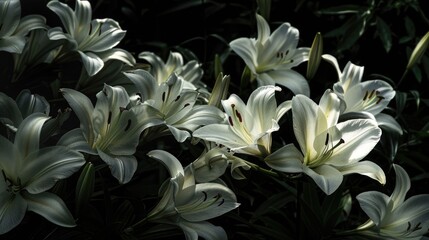 Lilies bursting into bloom during summer blackout