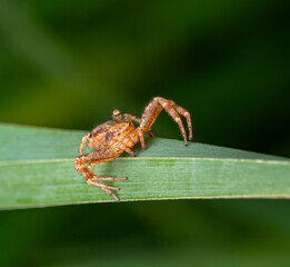 Common crab spider
