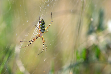 large wasp spider sits on a web on a blurry background. Argiope Bruennichi, or lat spider wasp. a species of araneomorph spider. macro, black-yellow male spider. predator on the hunt
