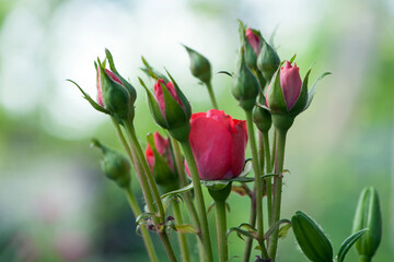 Red Rose Bud. New rose bud. Young graceful spray rose. A small bud of a blooming flower. magic...