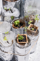 ベランダでペットボトル水耕栽培　野菜作り