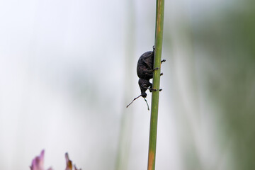 Curculionidae. Black vine weevil, Otiorhynchus sulcatus. Tribe Otiorhynchini. Subfamily Broad-nosed Weevils, Entiminae. pest in the garden, insect in nature. Family Curculionidae. Spring garden.