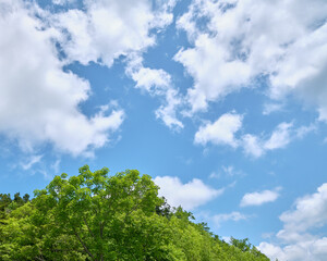 新緑と青空 / Fresh greenery and blue sky