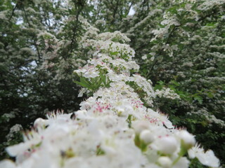 beautiful natural flowers colors pollen fragile aromas
