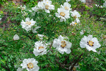 Blooming shrub white peony in spring botanical garden. Blossom tree peony with large buds in family paeoniaceae. Floral of delicate flower paeonia suffruticosa. Feng dan bai against of green leaves.