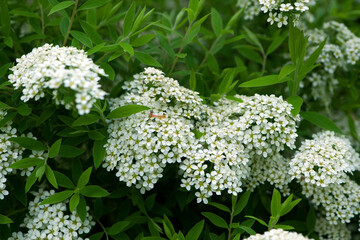 Obraz premium Spiraea. Close-up of garden flowers Spiraea flower on the branches with green leaves. White spiraea flower. macro photo of nature. bright floral background. spring garden, flowering bush in the forest