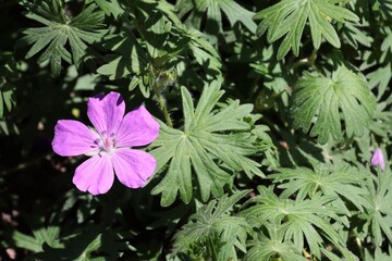 purple geranium flowers blooming in a garden close up