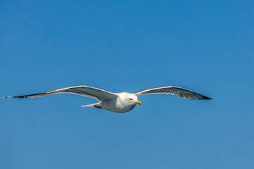 seagull in flight