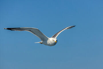 seagull in flight