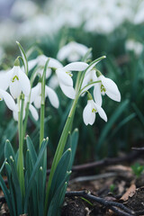 Snowdrops in the forest. White and green colourful soft background. 
