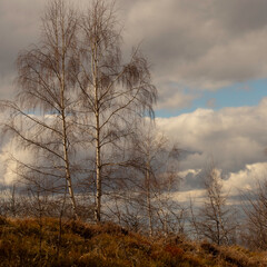 Birch tree in the spring. 
