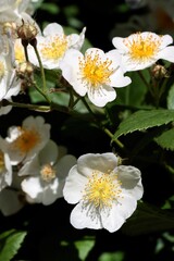 white flowers of rosaceae family bush in the garden