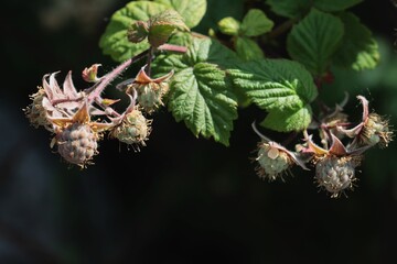 raspberry bush and growing green fruits in the garden