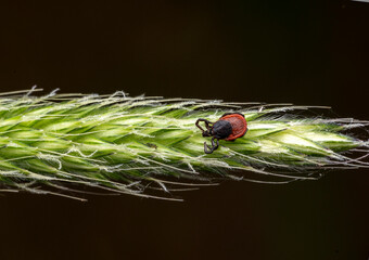 Castor bean tick
