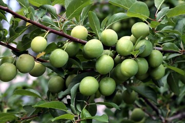 growing green fruits of  Prunus Cerasifera tree close up