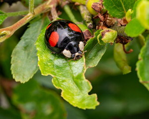 Asian lady beetle