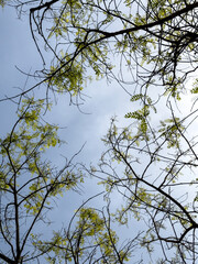 branches against blue sky