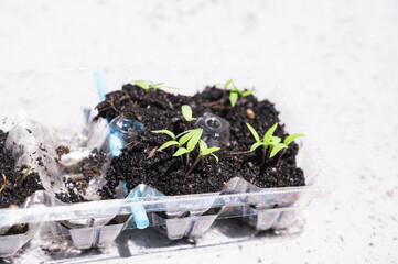 卵パックで栽培　ナスの芽