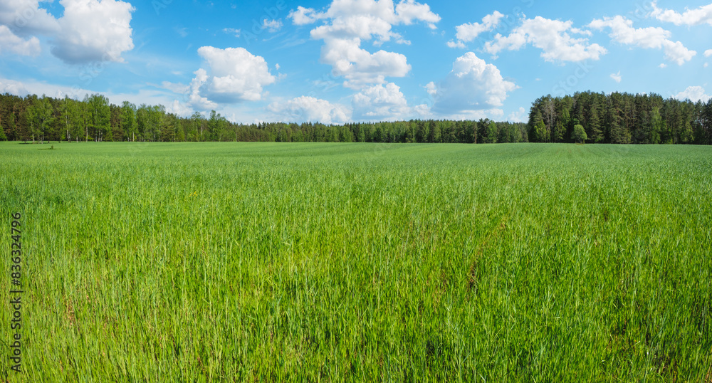 Poster a large field of green grass with a blue sky in the background. the sky is dotted with clouds, givin