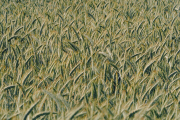 A Cornfield in the sunlight covering the whole frame
