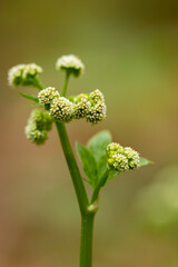 Close up of a wild plant
