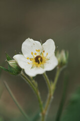 Wild strawberry flower