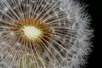 Dandelion seeds