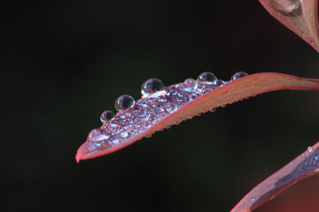 Red leaf in drops of dew on a black background