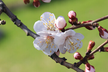 White and pink manchurian apricot flowers closeup