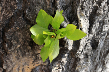 Young budding poplar leaves on a large old trunk in the spring