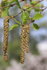 Spring. Close-up of birch catkins