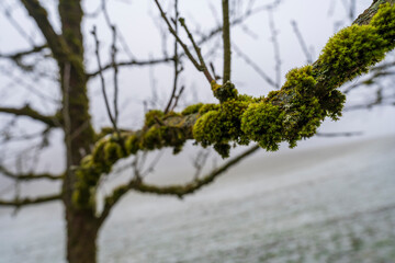 With moss covering its branches