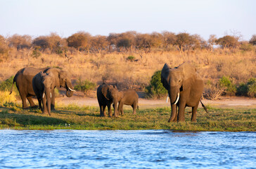 Naklejka premium Chobe National Park is the oldest national park in Botswana. Watering in the Okavango Delta. Herd of elephants adults and cubs crossing a river in shallow water.