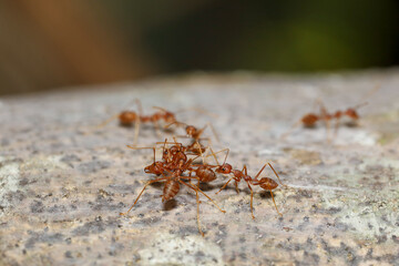 Close up red ant on tree in nature background at thailand