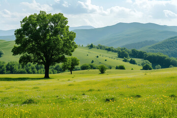 Location photos View of the hilly plain area The grass is green in patches. There are many large trees. During the day, the weather is clear. The backdrop is a bright sky, green mountains, and a peace