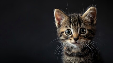 Black background with a kitten
