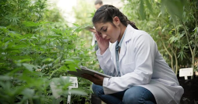 Headache, tired and woman scientist with tablet for plant research, agriculture, and cannabis inspection. Burnout, female biologist and digital with lab coat, indica check and exhausted or overworked
